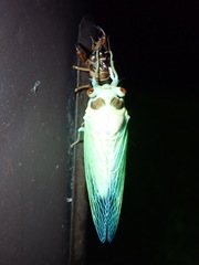 Auritibicen bihamatus