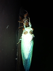 Auritibicen bihamatus