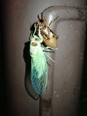 Auritibicen bihamatus