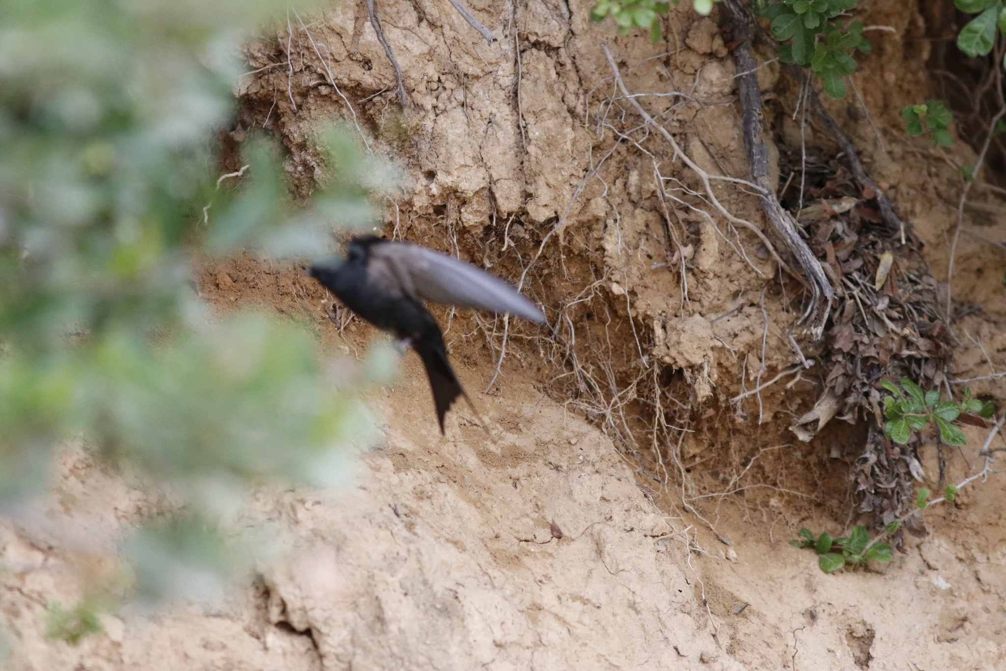 Black Saw-wing (Psalidoprocne pristoptera), photo 2