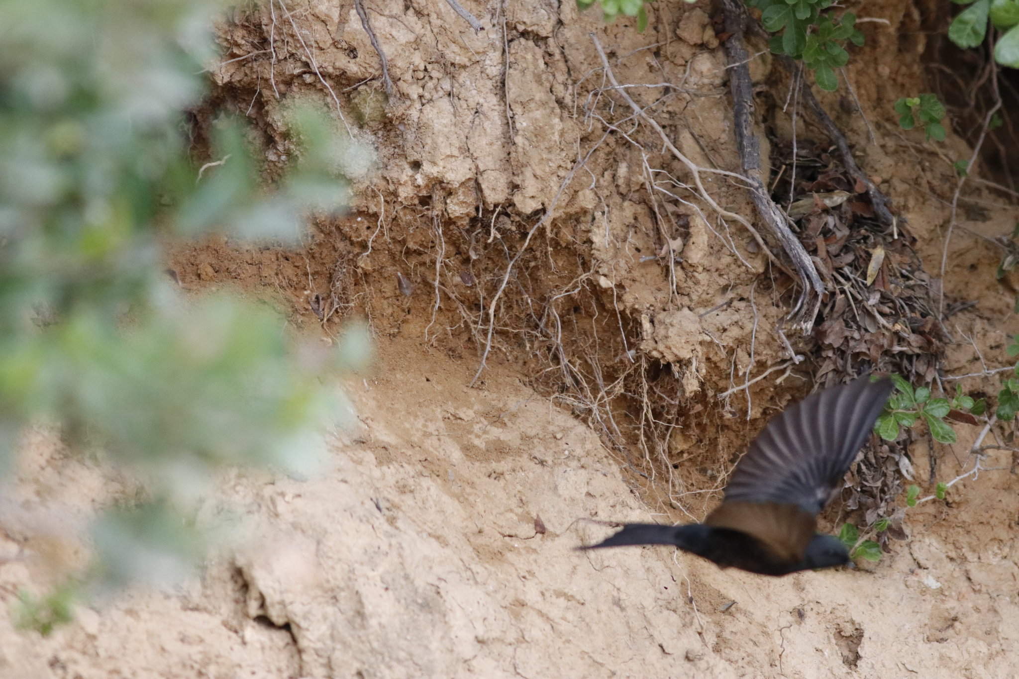 Black Saw-wing (Psalidoprocne pristoptera), photo 1