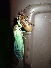 Auritibicen bihamatus