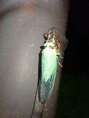 Auritibicen bihamatus