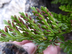 Asplenium richardii