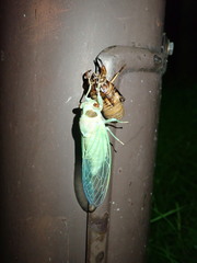 Auritibicen bihamatus