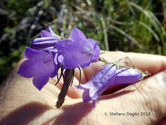 Campanula pseudostenocodon