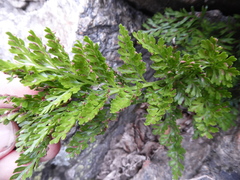 Asplenium richardii