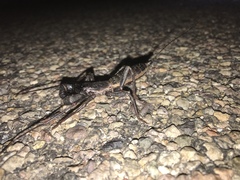 Mastigoproctus tohono