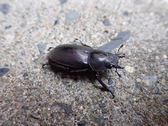 Dorcus rectus rectus