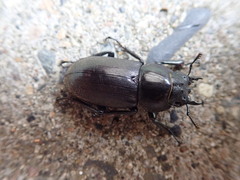 Dorcus rectus rectus