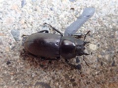 Dorcus rectus rectus