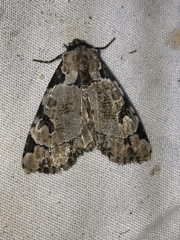 Stibaera thyatiroides