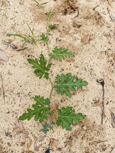 Gemsbok cucumber