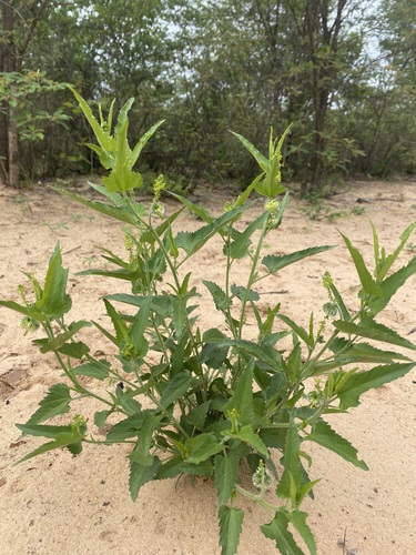 Tragia dioica