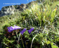 Campanula pseudostenocodon