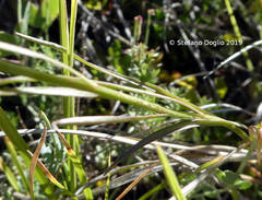 Campanula pseudostenocodon