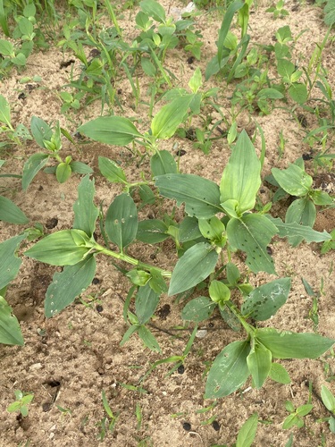 Benghal Dayflower