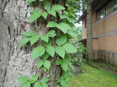 Toxicodendron orientale