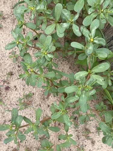 Common Purslane