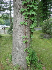 Toxicodendron orientale