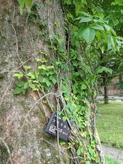 Toxicodendron orientale