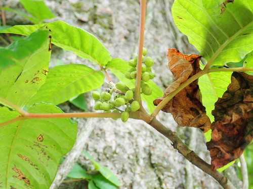 Image of Asian Poison Ivy (Toxicodendron orientale) by (c) Yoshihiro Tokue, some rights reserved (CC BY)