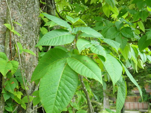 Image of Asian Poison Ivy (Toxicodendron orientale) by (c) Yoshihiro Tokue, some rights reserved (CC BY)