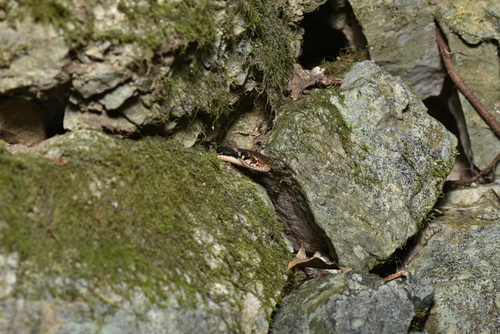 Pryer's Keelback, Hebius pryeri
