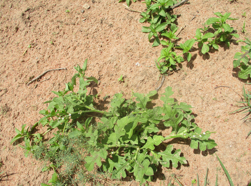 Oxygonum sinuatum