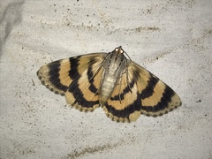 Catocala desdemona
