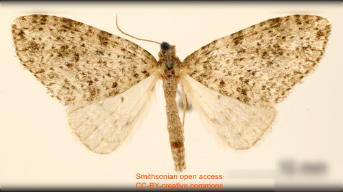 Hoplosauris indistincta