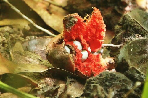 Xylopia maccreae, 2025-01-08