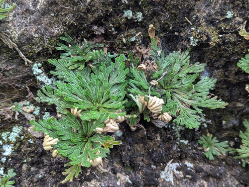 Foto de Rosa de jericó