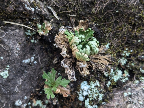 Foto de Rosa de jericó