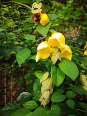 Gmelina philippensis