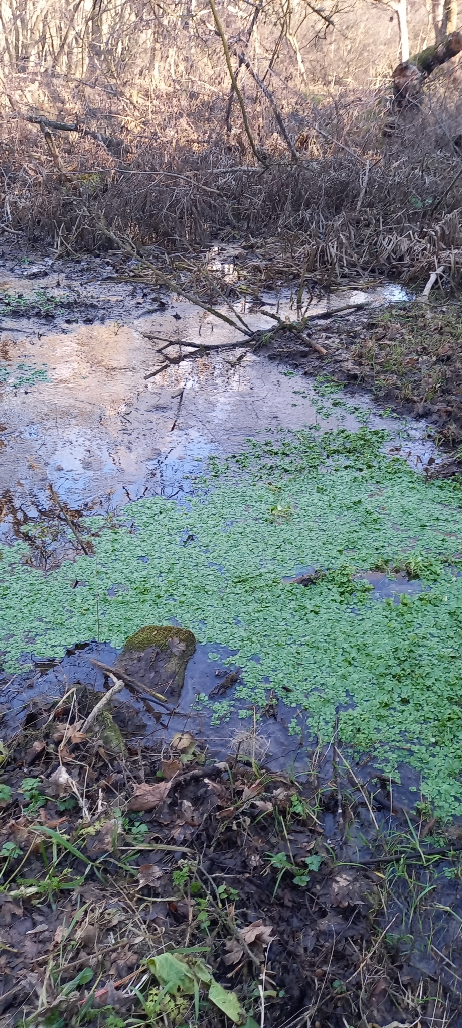 Imagem de Verônica-d'água