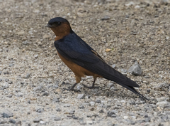 Rufous-Bellied Swallow photo 5
