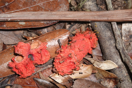 Xylopia maccreae, 2025-01-08