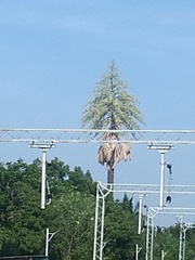 Corypha umbraculifera