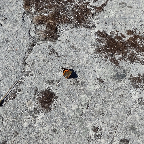 Indian Red Admiral