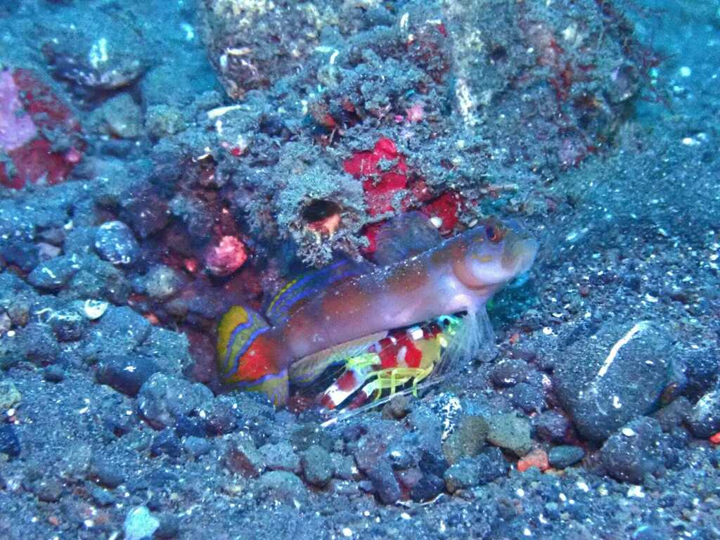 Randall's pistol shrimp (Alpheus randalli)