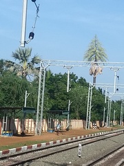 Corypha umbraculifera