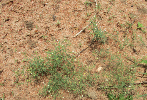 threadstem carpetweed