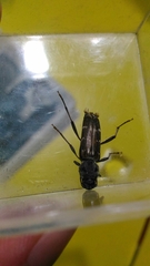 Xylotrechus smei