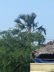 Corypha umbraculifera