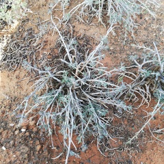 Pelargonium karooicum