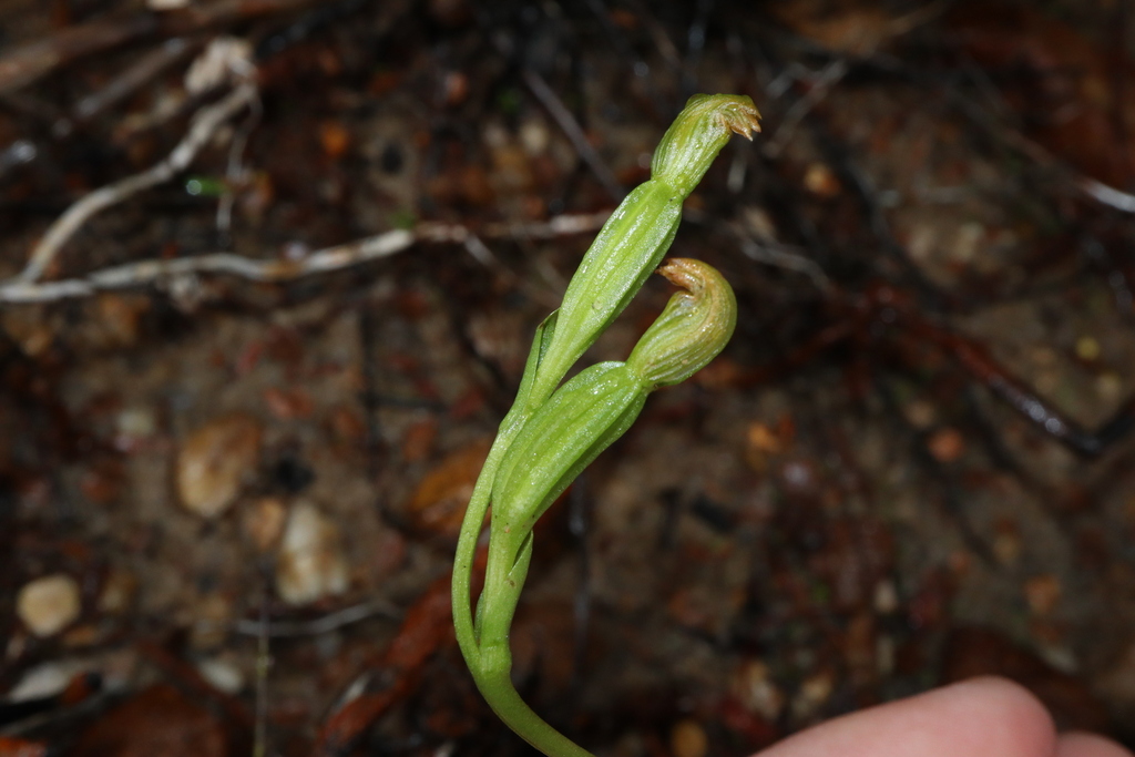 Pterostylis uliginosa