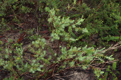 Image of Darwinia fascicularis by (c) Thomas Mesaglio, some rights reserved (CC BY)