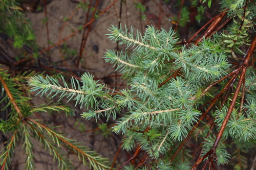 Image of Darwinia fascicularis by (c) Thomas Mesaglio, some rights reserved (CC BY)