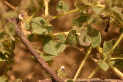 Kickxia lanigera